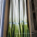 New Crop Fresh Scallion/Fresh Welsh Onion/Fresh Leek